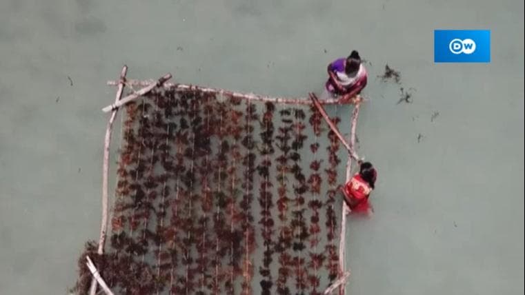 भारत में उग रही है 'जादुई फसल'	