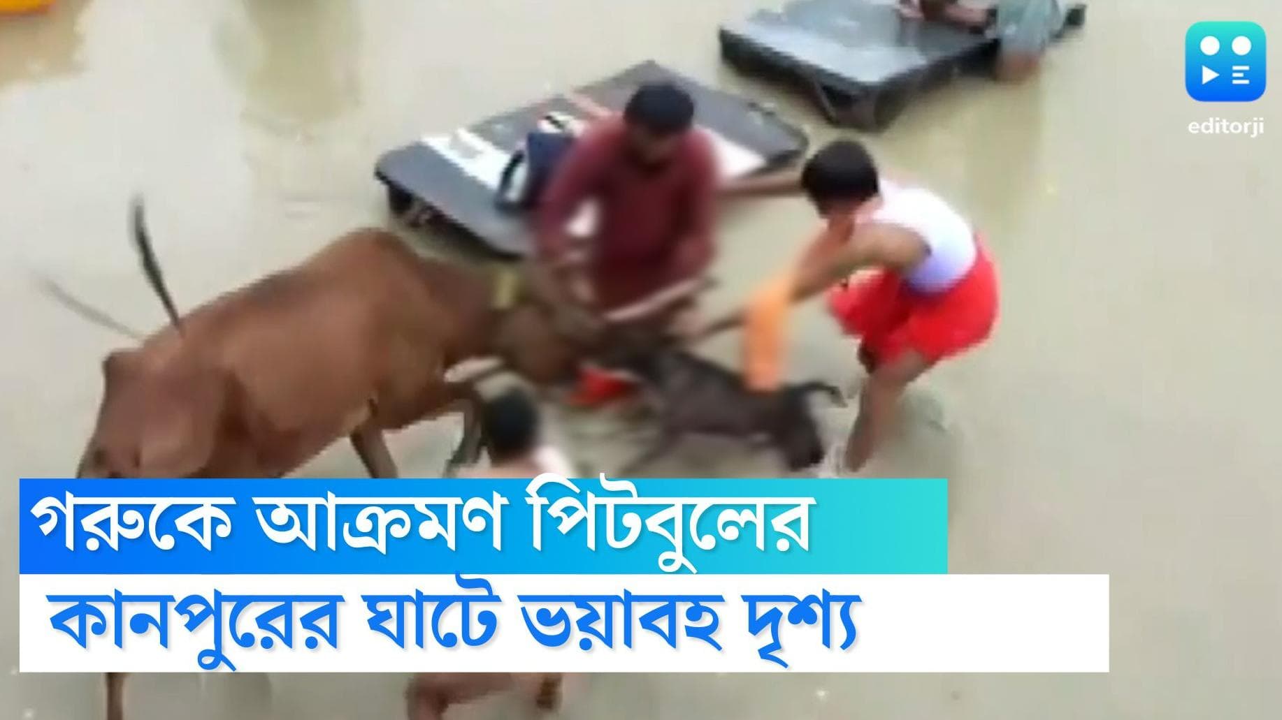 Pitbull attacked cow: গরুর চোয়াল কামড়ে ঝুলে রয়েছে পিটবুল, ছাড়ানো যাচ্ছে না, দেখুন হাড়হিম করা ভিডিয়ো