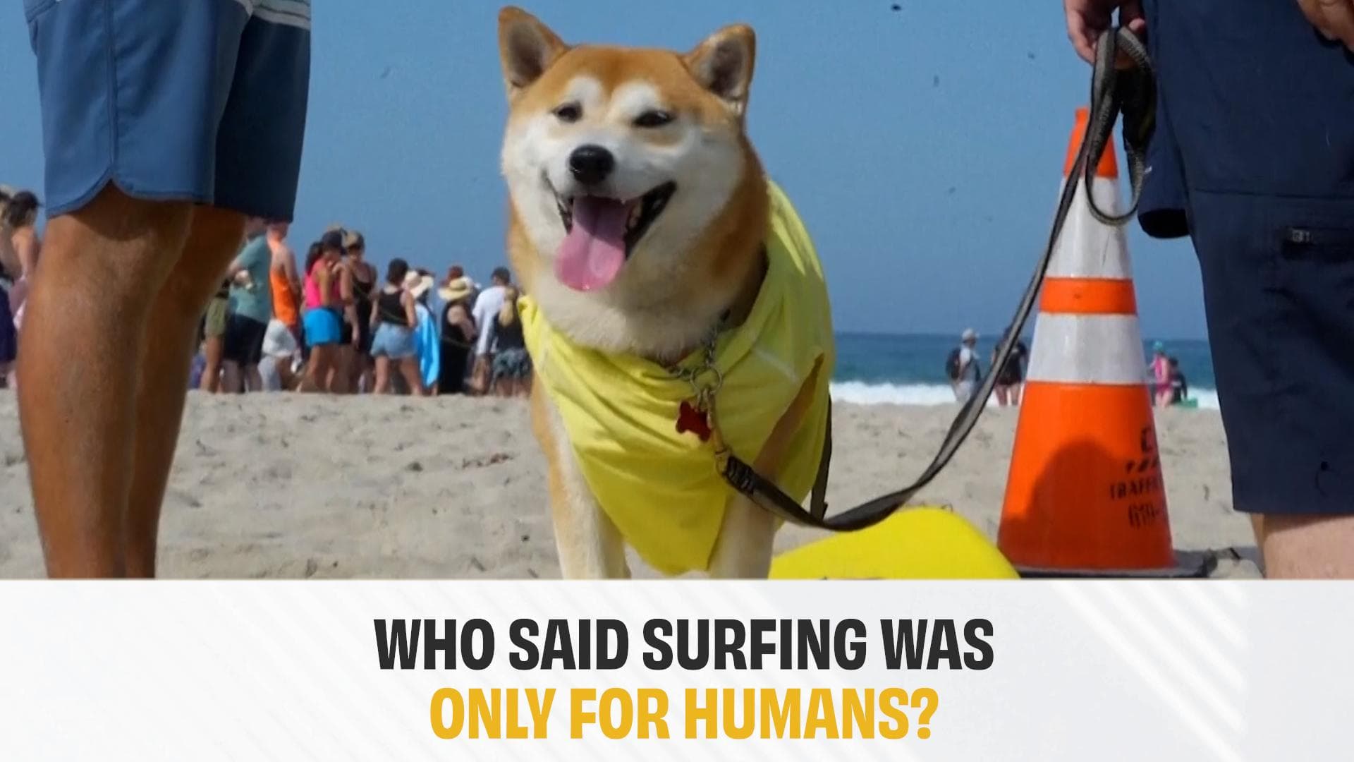 Dogs take over San Diego beach, and the Surf-A-Thon