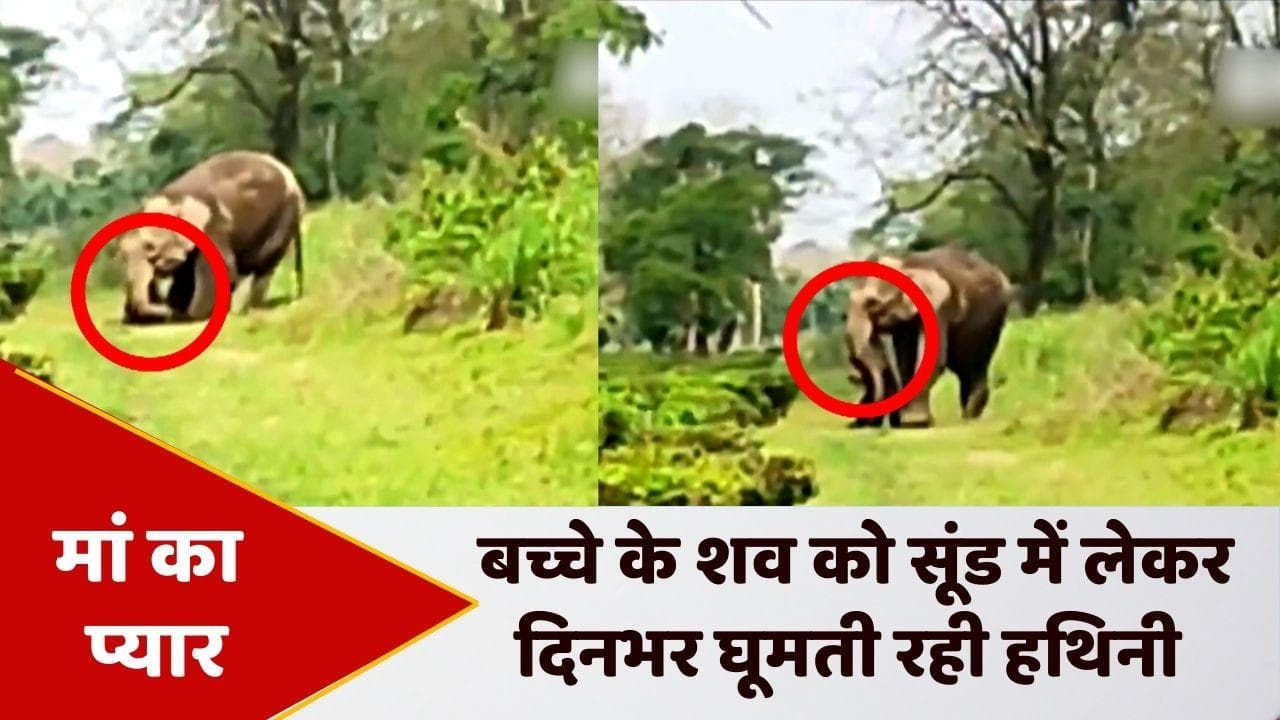 Viral Video: अपने मृत बच्चे के शव को सूंड मे लपेट कर कई किलोमीटर तक चली हथिनी, वायरल वीडियो कर देगा भावुक