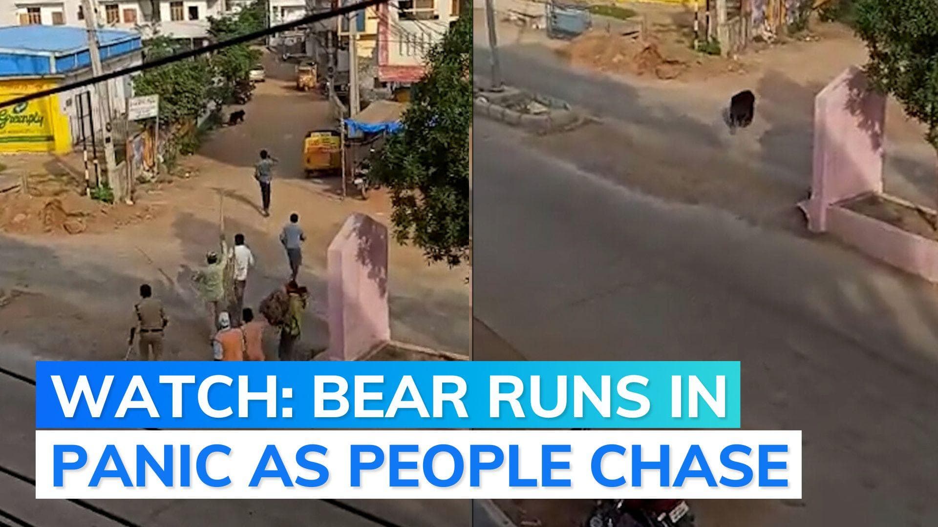 Video | Wild bear spotted roaming in residential area in Telangana