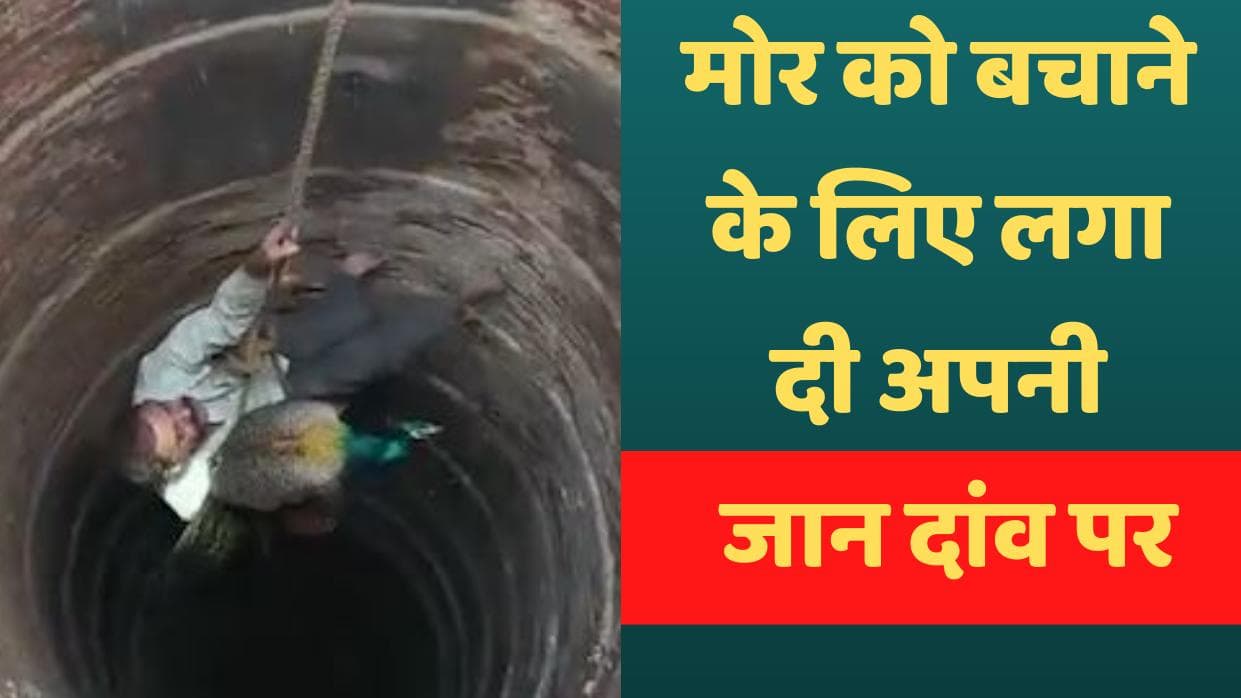 Viral Video : मोर को बचाने के लिए अपनी जान डाली जोखिम में !...60 फीट गहरे कुएं में उतरा शख्स