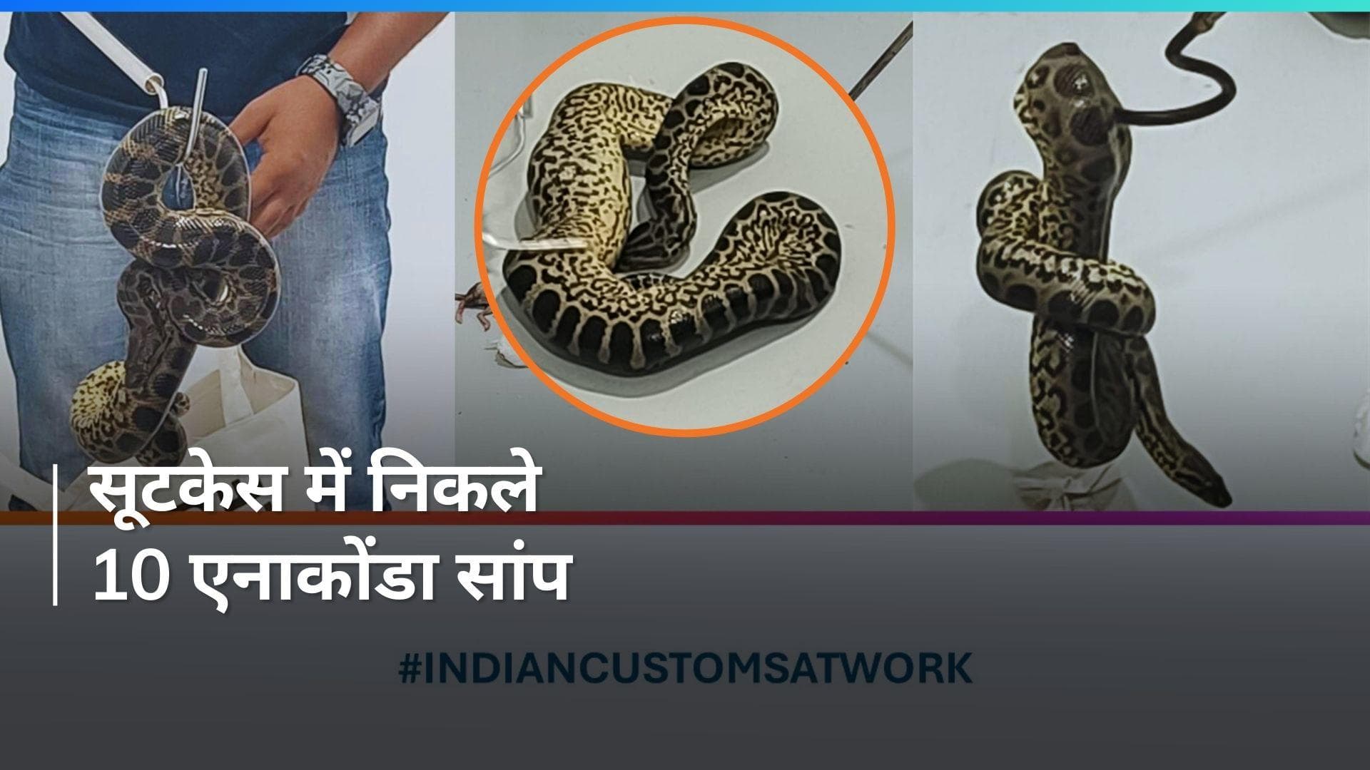 Bangkok से लाया 10 Anaconda सांप, सूटकेस देख कस्टम विभाग के उड़े होश !