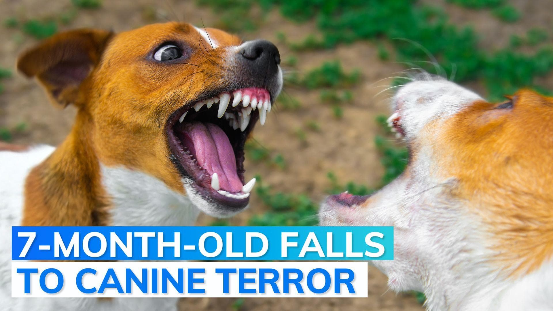 Infant mauled by stray dog in Noida society dies