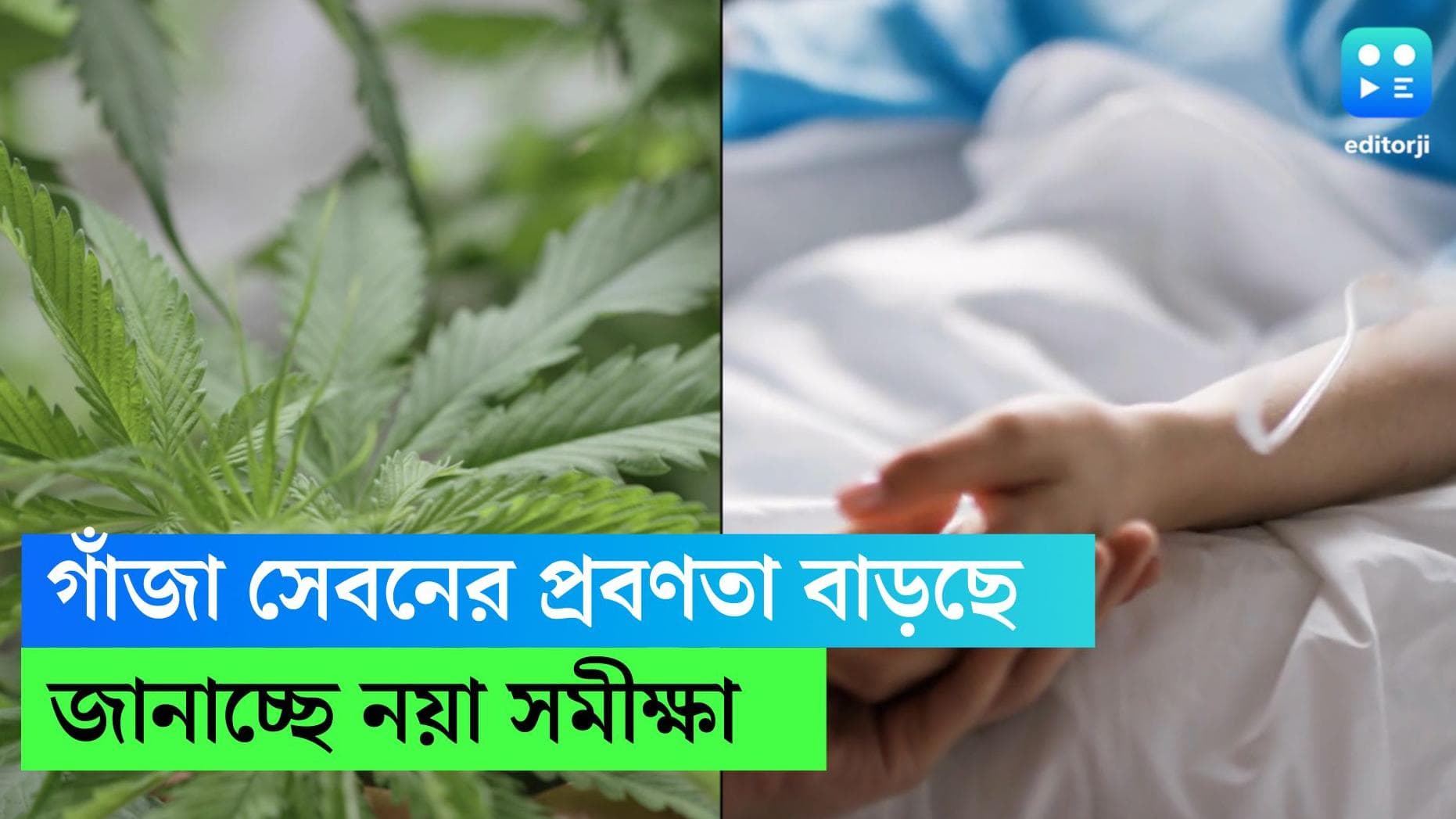Cannabis: অত্যাধিক মাদক সেবনের ফলে হাসপাতালে ভর্তি হওয়ার প্রবণতা বাড়ছে অল্পবয়সীদের মধ্যে,জানাচ্ছে সমীক্ষা