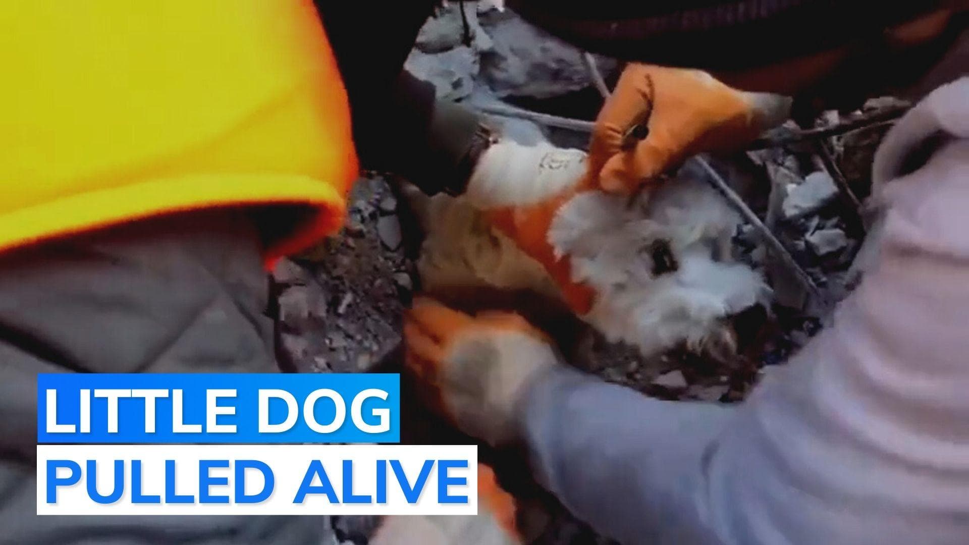 Watch: rescue workers pull out puppy from rubble in quake-hit Turkey