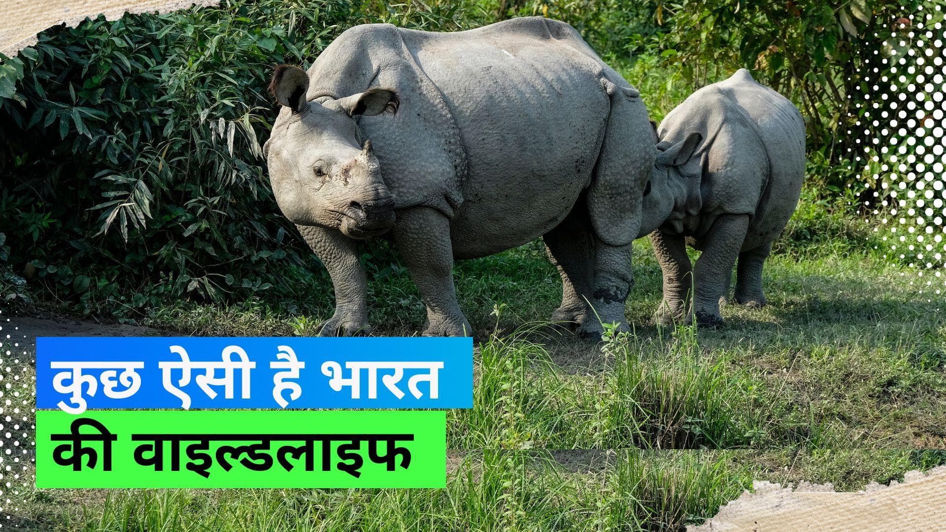 World Wildlife Day: भारत की टॉप 5 वाइल्डलाइफ सेंचुरीज़ जो आपको लाइफ में एक बार ज़रूर देखनी चाहिए