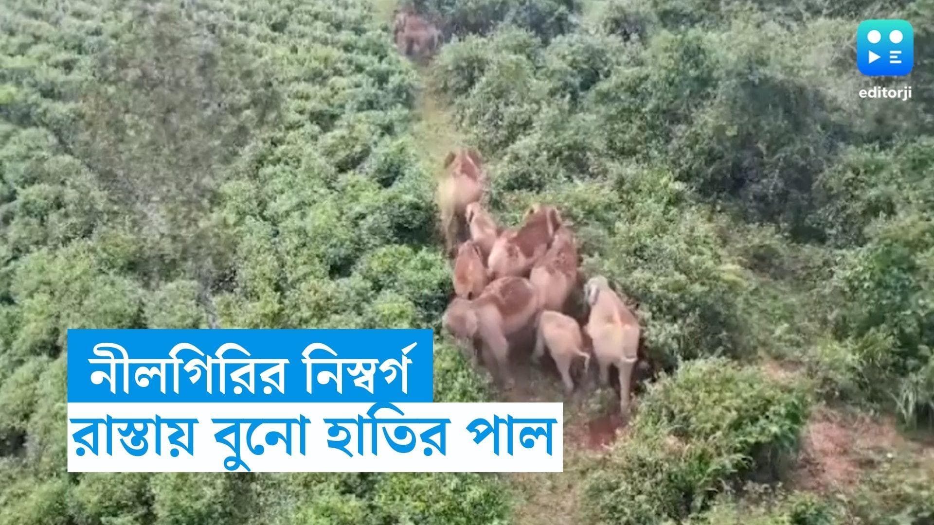 Elephants Video: নীলগিরির জঙ্গলে পালে পালে বুনো হাতির দল, ভাইরাল হল ভিডিয়ো