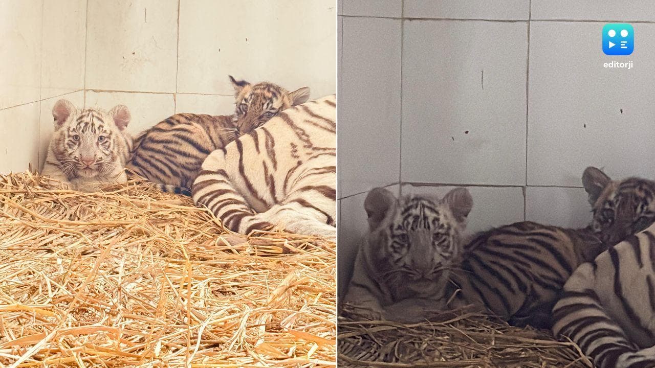 Two little tiger Cubs 'Abhay' & 'Aryan' become part of Punjab's Chhatbir Zoo