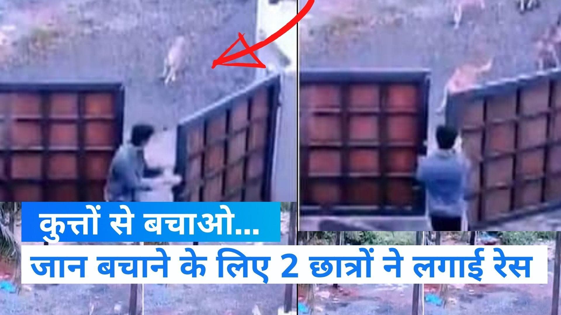 Dog Attack: आवारा कुत्तों के हमले से बाल-बाल बचे दो छात्र, हैरान कर देगा ये वीडियो