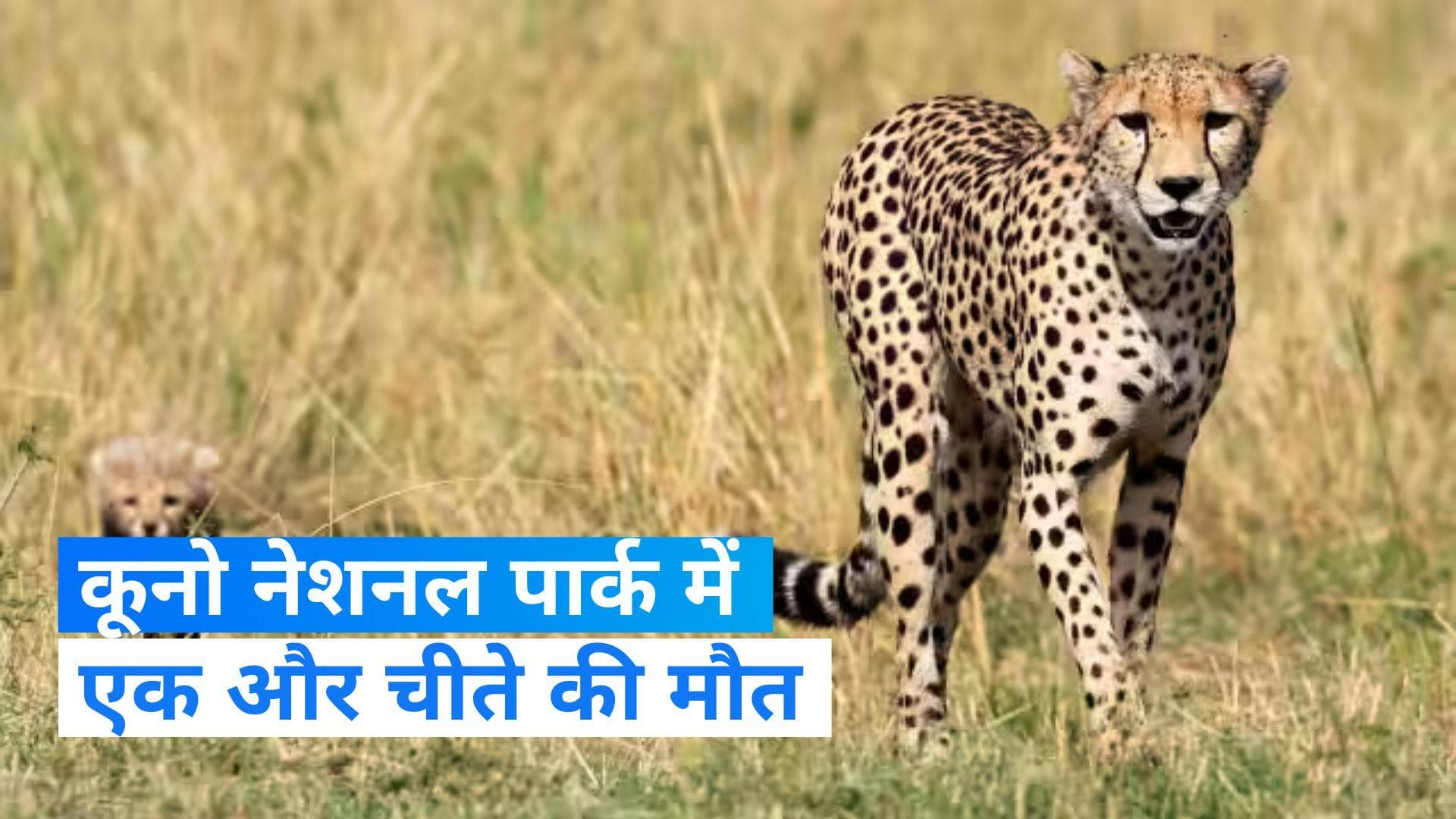 Kuno National Park: मध्य प्रदेश के कूनो नेशनल पार्क में एक और चीते की मौत, मार्च से अबतक 9 की चीतों मौत