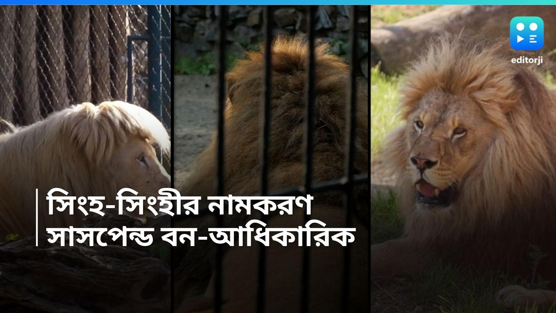 Calcutta High Court: সিংহ ও সিংহীর নামকরণ বিতর্ক, সাসপেন্ড ত্রিপুরার বনকর্তা