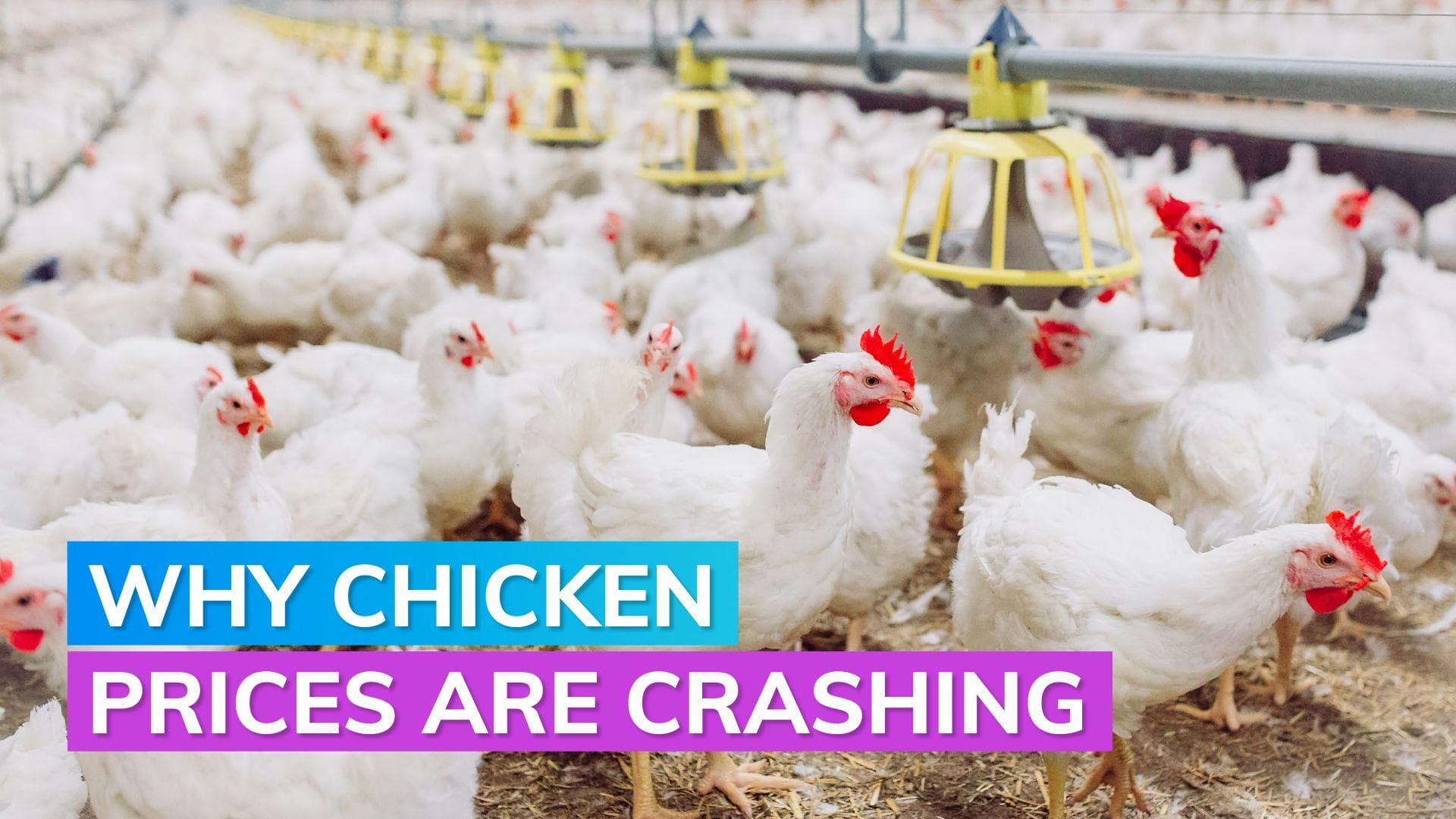 Chicken gets cheaper as prices plummet due to surplus production 