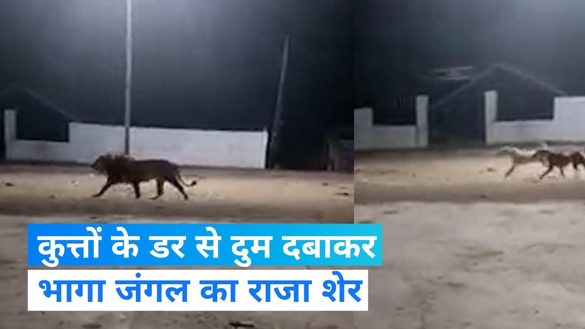 Viral: अपनी गली में कुत्ता भी शेर होता है...! देख लीजिए कैसे दुम दबाकर भागा जंगल का राजा