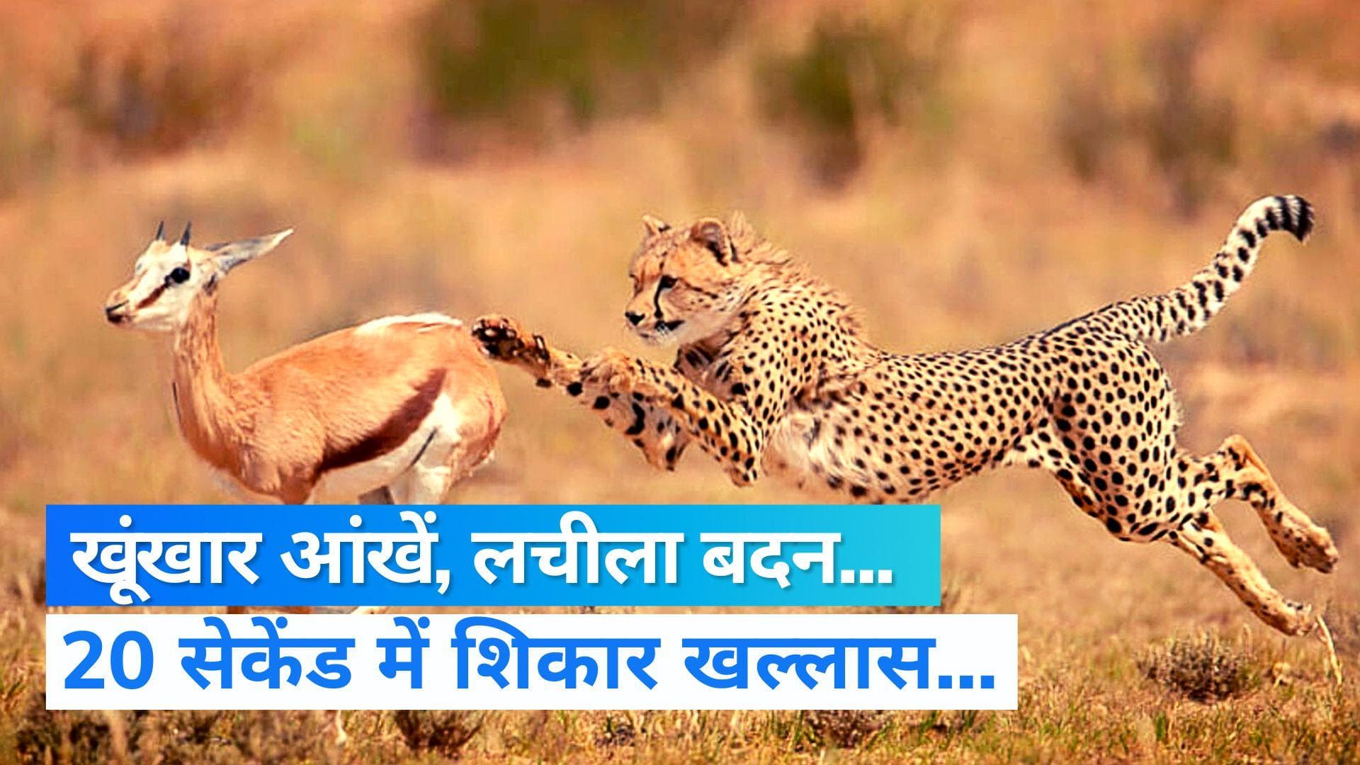 Cheetah Project : 91 करोड़, 5 नर 3 मादा, कूनो राष्ट्रीय उद्यान... इन 8 चीतों की वो बातें जो आप नहीं जानते