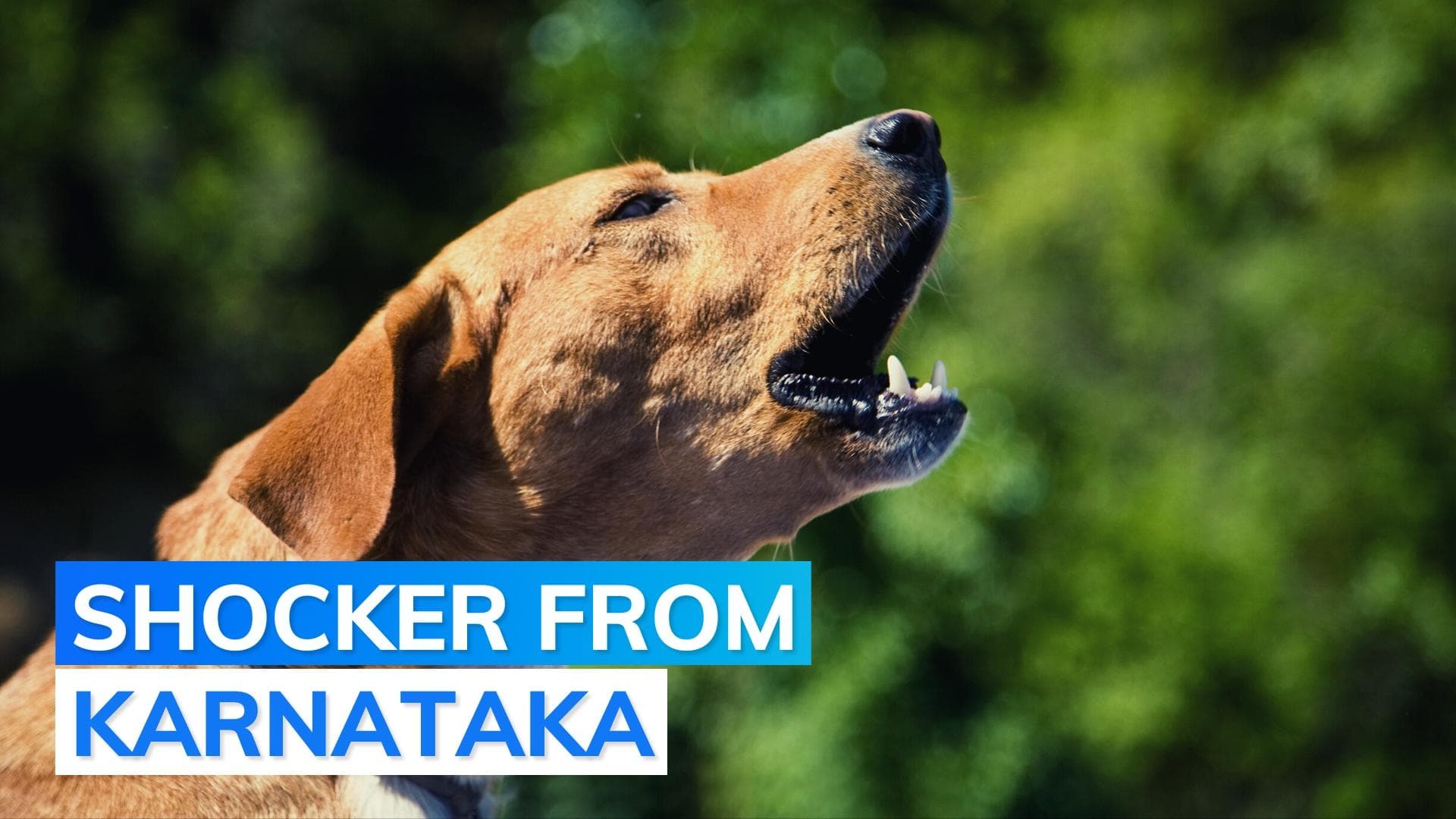 Baby dragged by stray dog in govt hospital in Karnataka's Shivamogga 