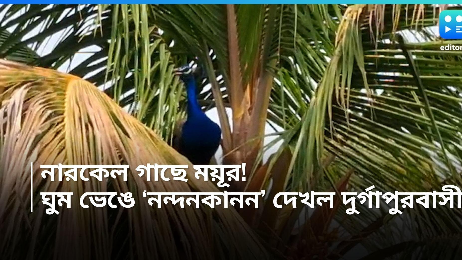 Durgapur News: বাড়ির ছাদ থেকে নারকেল গাছে উড়ে বেড়াচ্ছে ময়ূর, সোমবার সাতসকালে দুর্গাপুরবাসীর চোখ কপালে