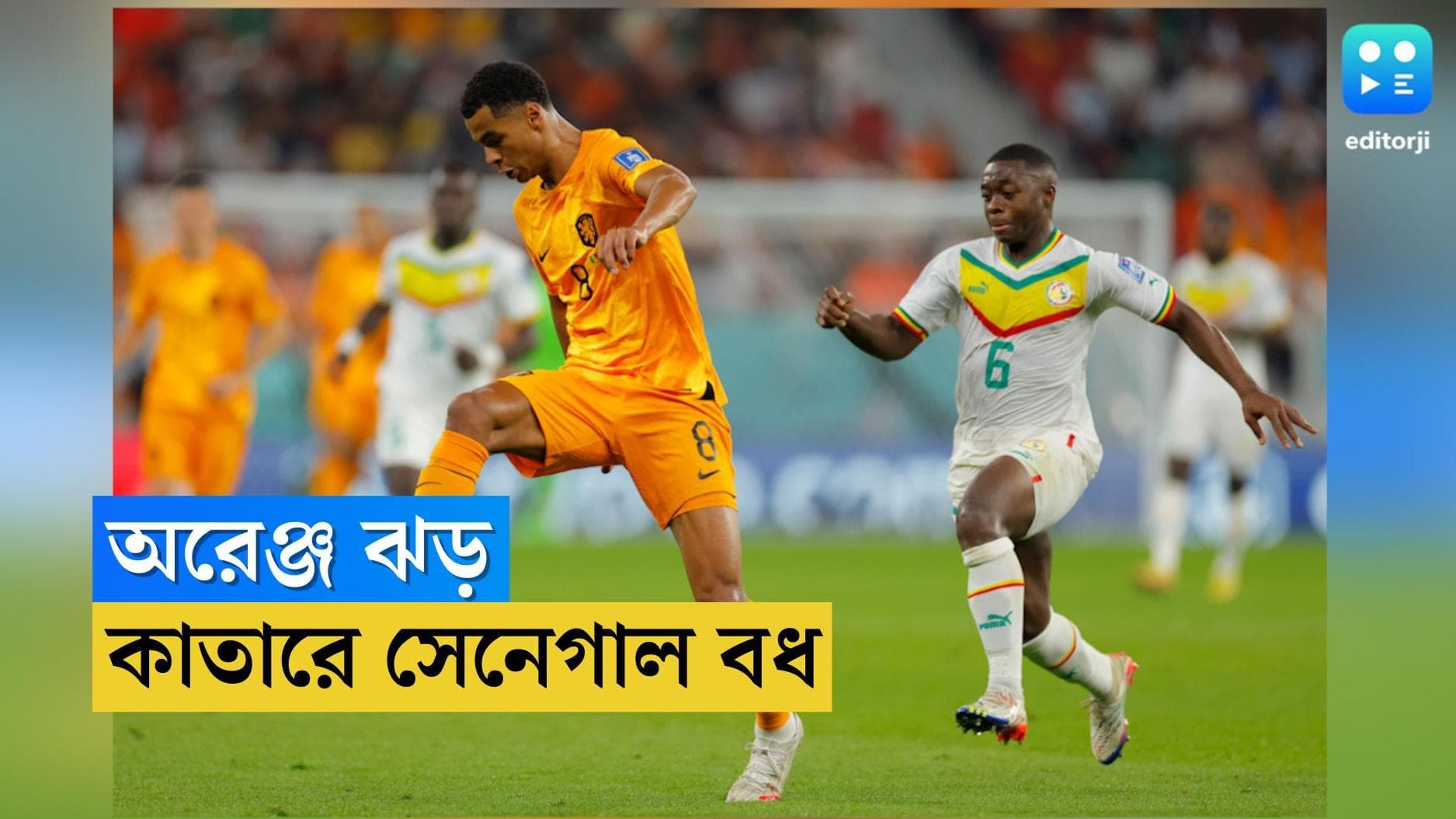 FIFA World Cup Netherlands Win :  শেষ বেলায় জোড়া গোল, সেনেগালের বিরুদ্ধে তিন পয়েন্ট ডাচদের