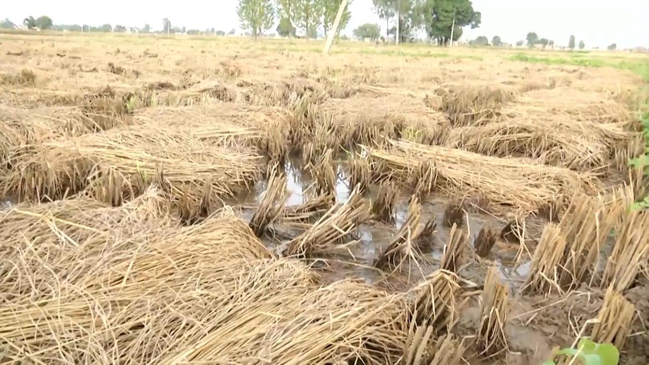 Punjab: Jalandhar farmers seek compensation as untimely rains damage crops
