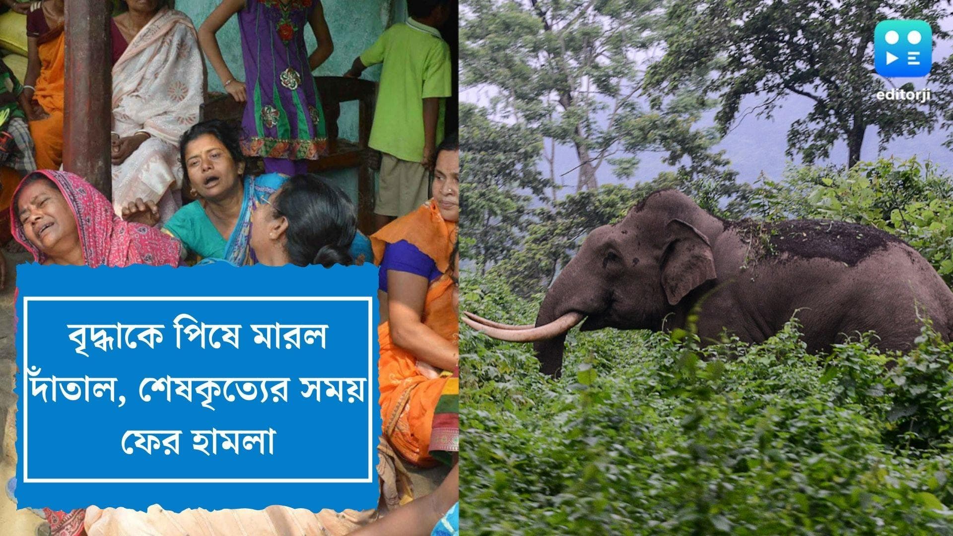 Odisha Elephant Attack : বৃদ্ধাকে পিষে মারল দাঁতাল, মরেও শান্তি নেই, শেষকৃত্যের সময় ফের হামলা