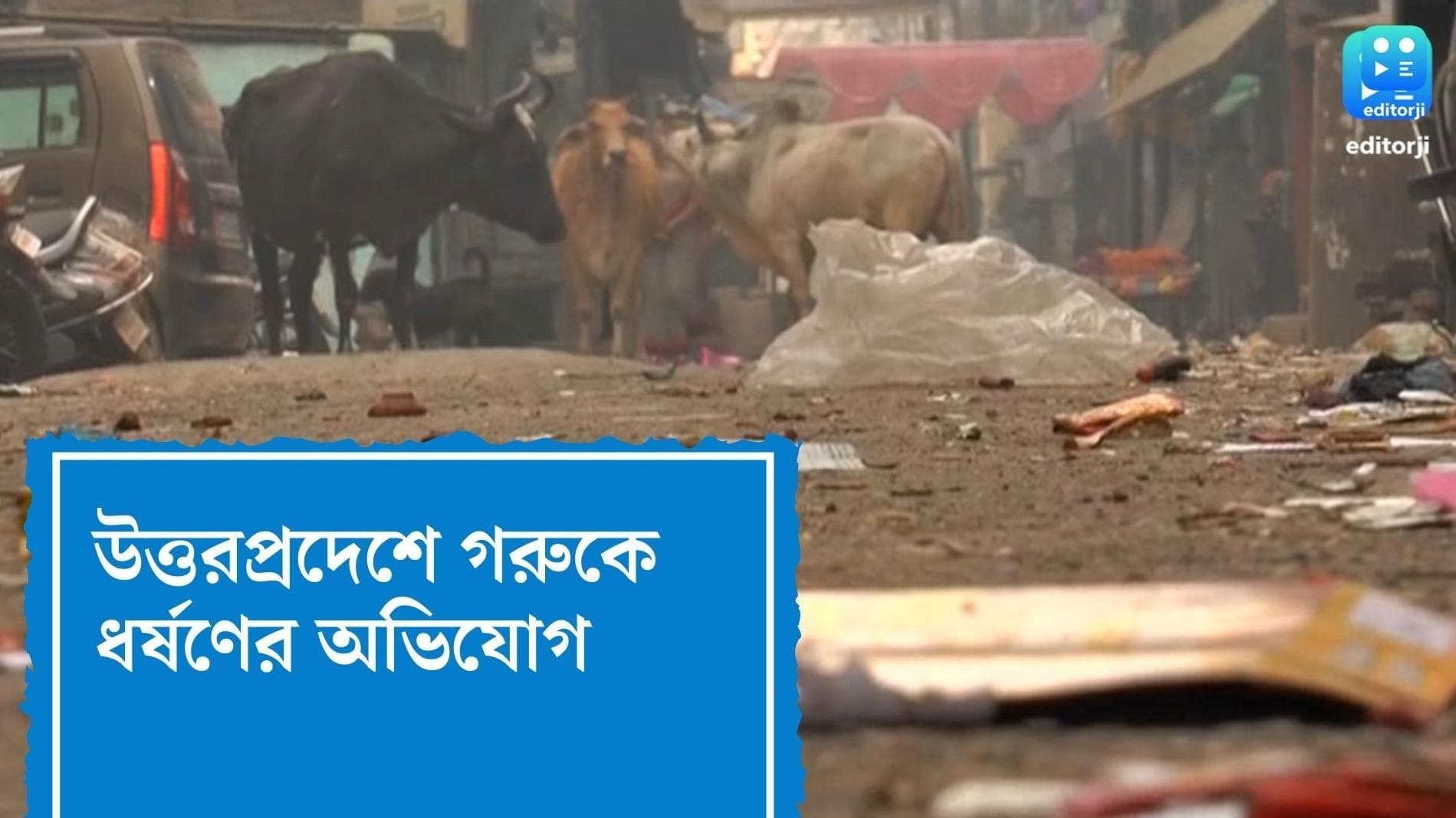 Cow raped in Uttar Pradesh : উত্তরপ্রদেশে গরুকে ধর্ষণের অভিযোগ ! গ্রেফতার ১