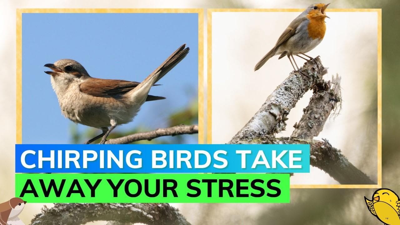 Listening to birdsongs reduces stress and anxiety, according to a new study