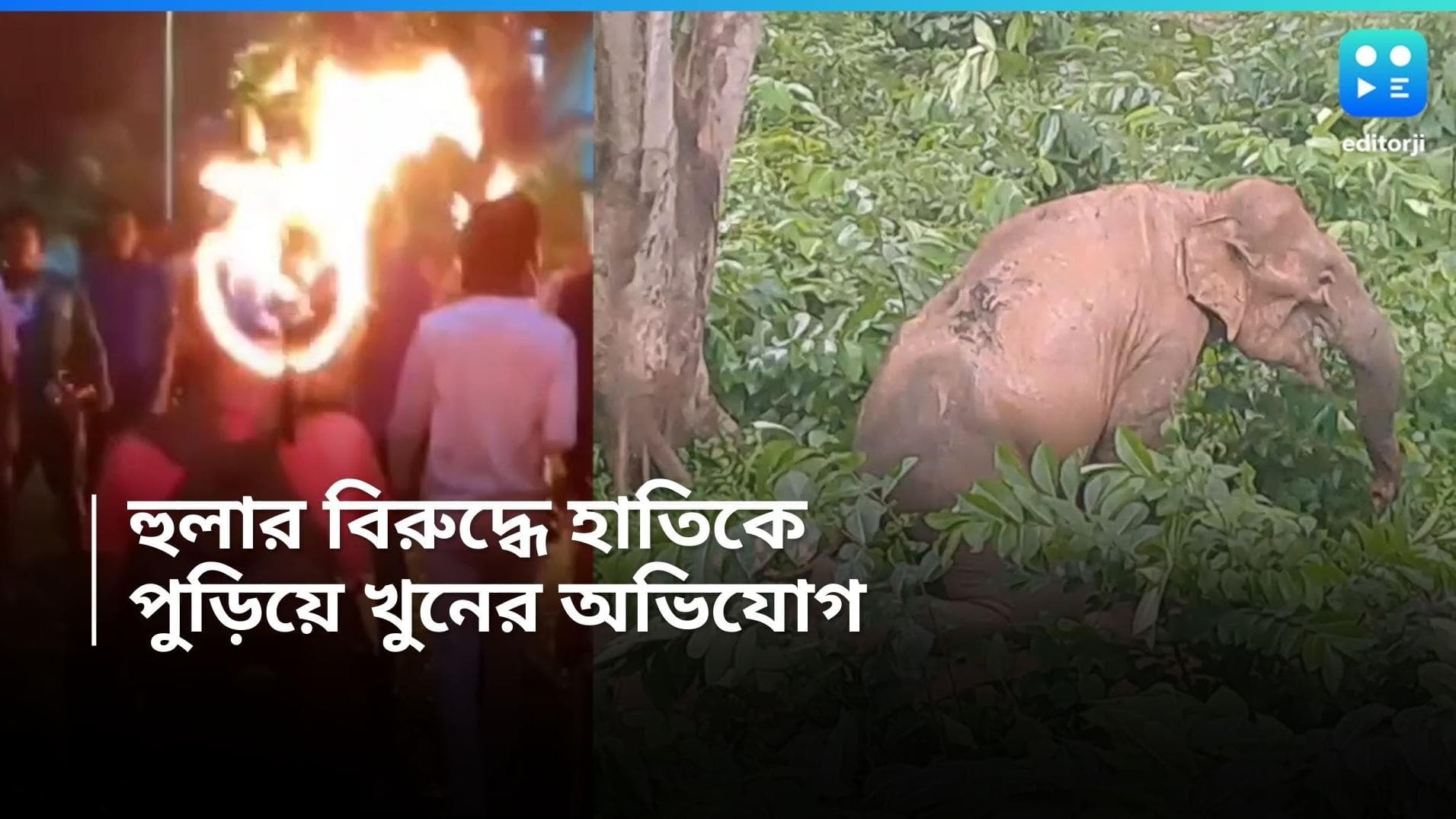 Jhargram Elephant Death : গায়ে আগুন, গরম লোহার রড গেঁথে ঝাড়গ্রামে 'খুন' হাতি, কাঠগড়ায় হুলা পার্টি