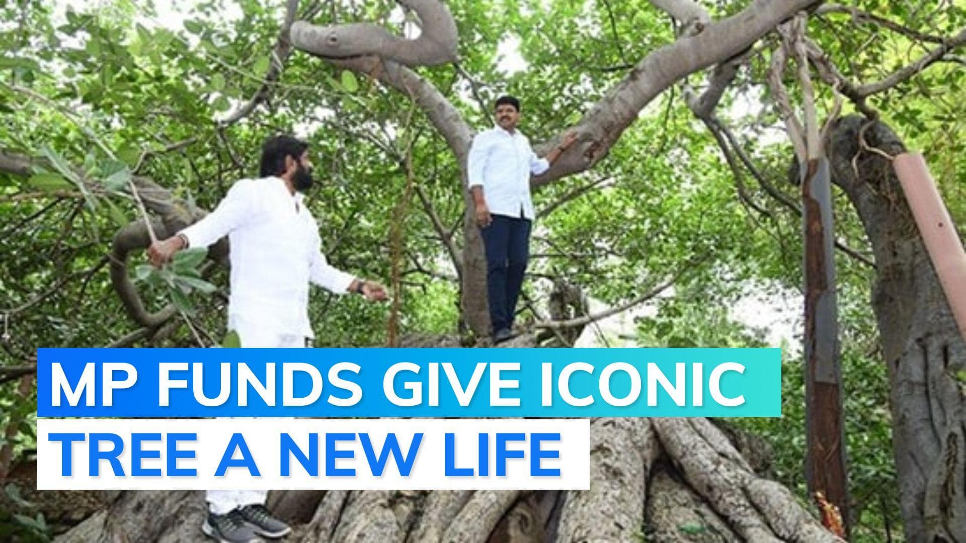 Telangana MP allocates Rs 2 crore for conservation of 800 years old banyan tree 