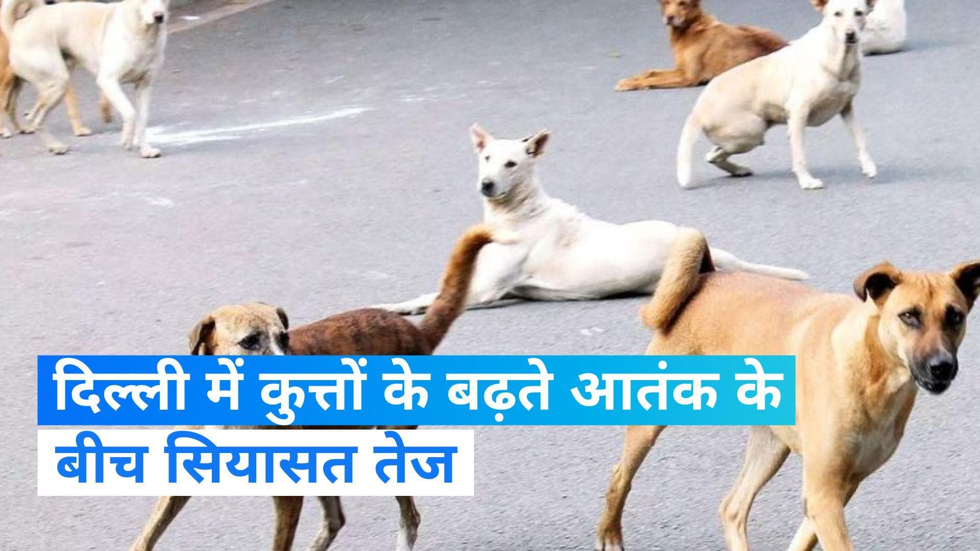 Dogs Terror: दिल्ली में कुत्तों का आतंक...RWA संग जुटेंगे BJP नेता तो MCD मेयर ने बुलाई हाई लेवल मीटिंग