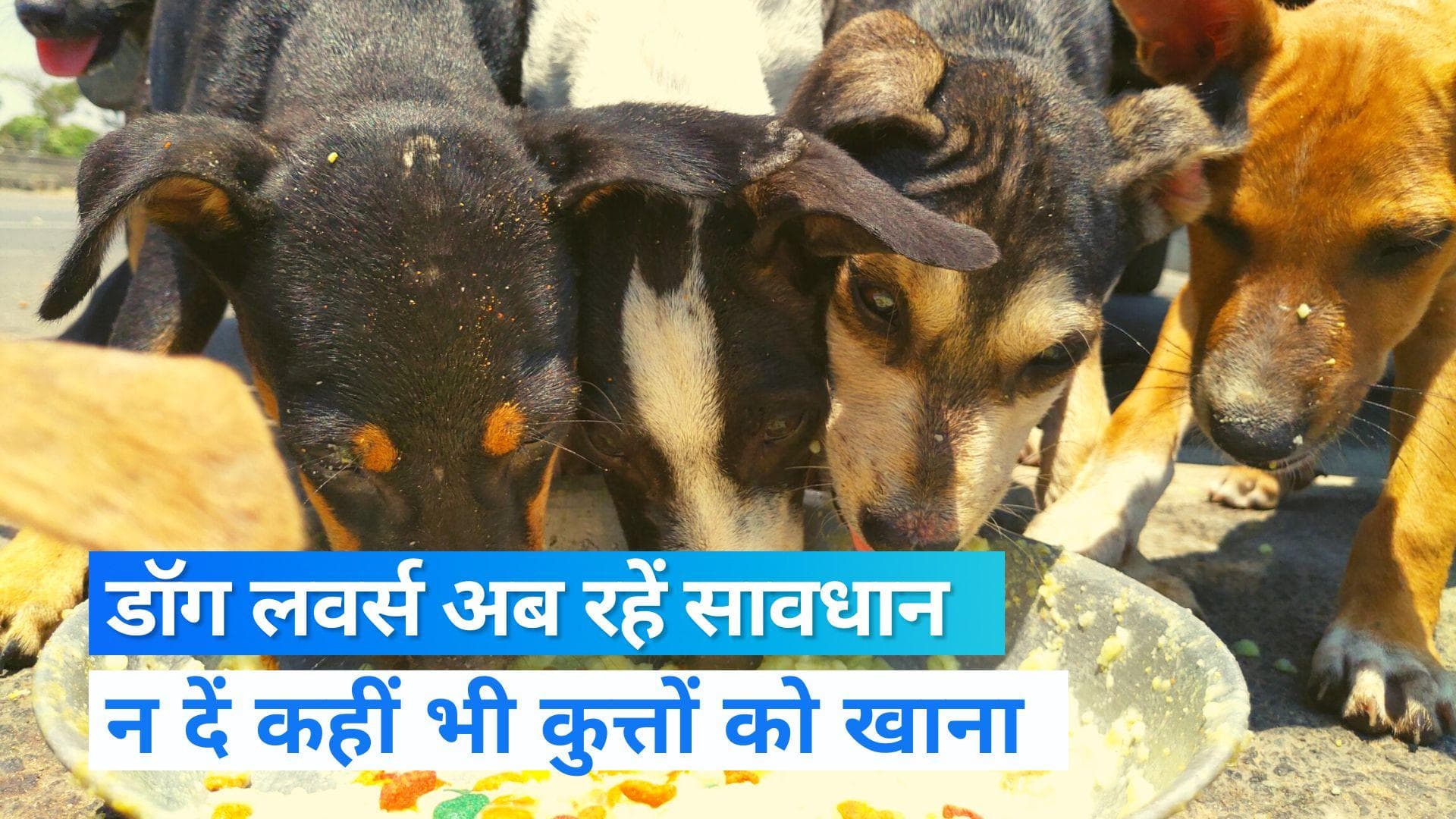 Noida News: पालतू कुत्ते ने काटा तो इलाज का खर्च उठाएगा मालिक,आवारा कुत्तों पर भी लगाम 