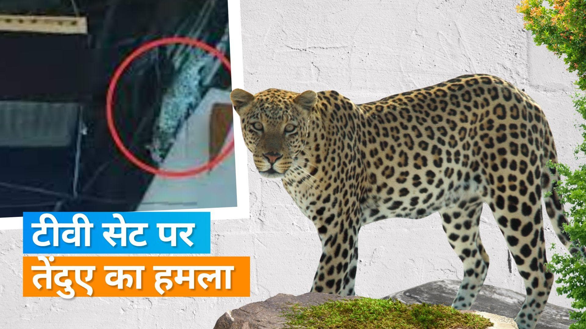 Mumbai :  गोरेगांव के टीवी सेट पर पहुंचा तेंदुआ, 300 लोगों के बीच मची अफरा-तफरी 