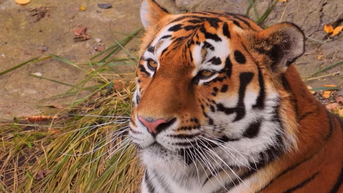 Tiger Population in Sundarban: সুন্দরবনে বাঘ গণনার কাজ শুরু বনদফতরের, বাঘের সংখ্যা বাড়বে, আশাবাদী বনদফতর