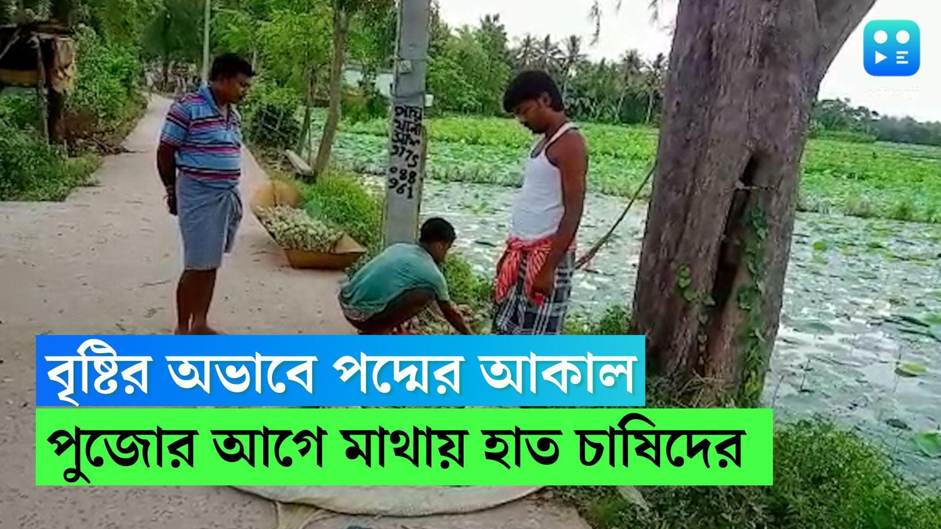 Durga Puja 2022 : দুর্গাপুজোর আগে বৃষ্টির অভাবে পদ্মের আকাল, মাথায় হাত হাওড়ার পদ্মচাষীদের 