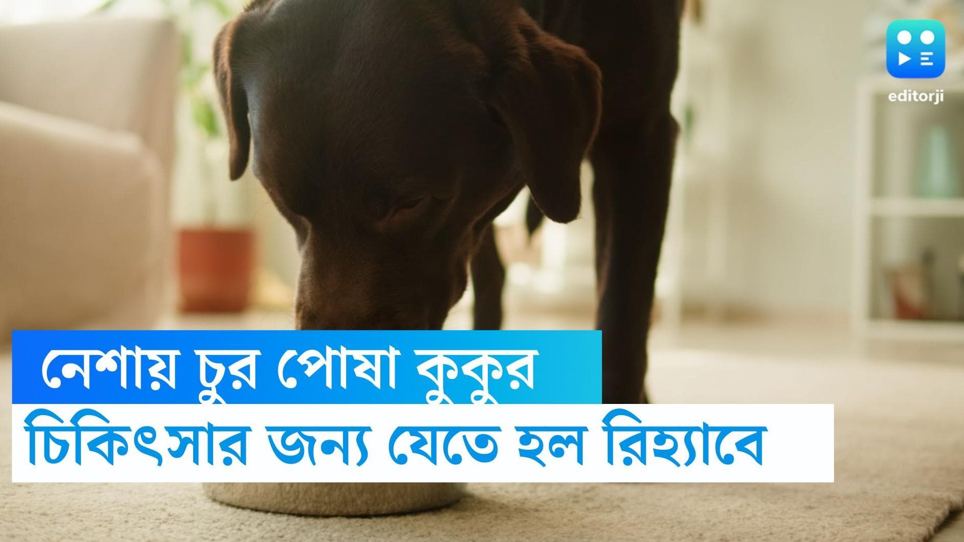 Dog treated for alcoholism: রোজ রাতে মদ না হলে চলে না, 'মাতাল' কুকুরের নেশা ছাড়াতে নিয়ে যেতে হল রিহ্যাবে