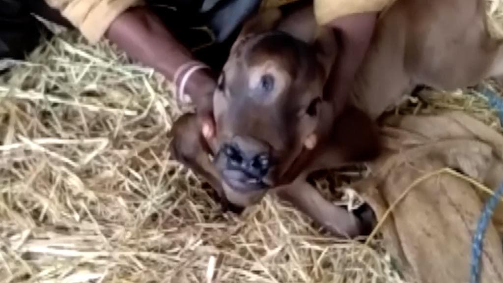 Three eyed Calf: ত্রিনয়নী বাছুর দেখতে ভিড় ছত্তিশগড়ে, ভগবানের আবতার ভেবে পুজো দিচ্ছেন গ্রামবাসী