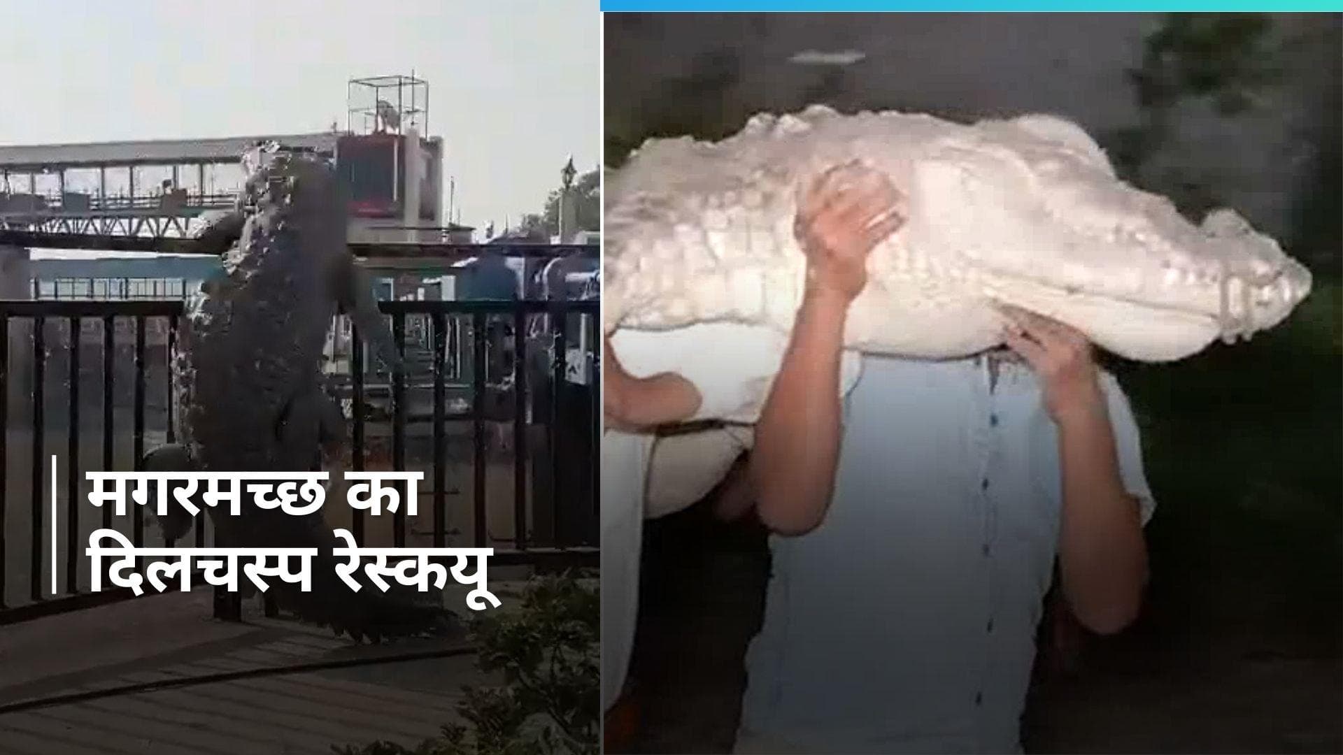 Bulandshahr News: नहर से निकला 10 फीट लंबा मगरमच्छ, टीम ने रेस्कयू करके छोड़ा नहर में