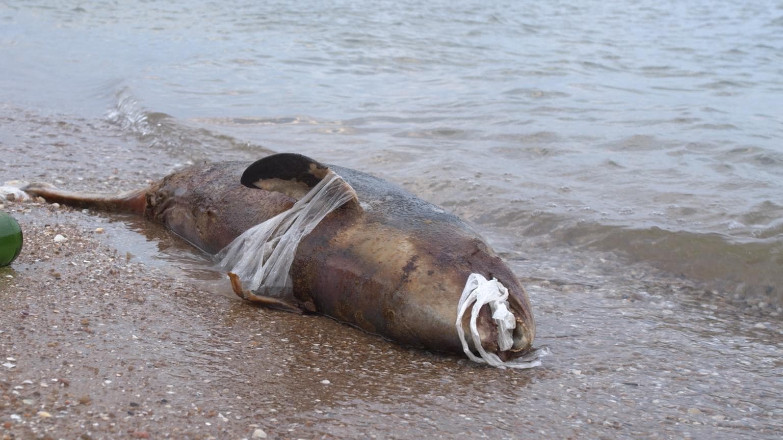 Plastic bags & packaging among deadliest items in the ocean: study