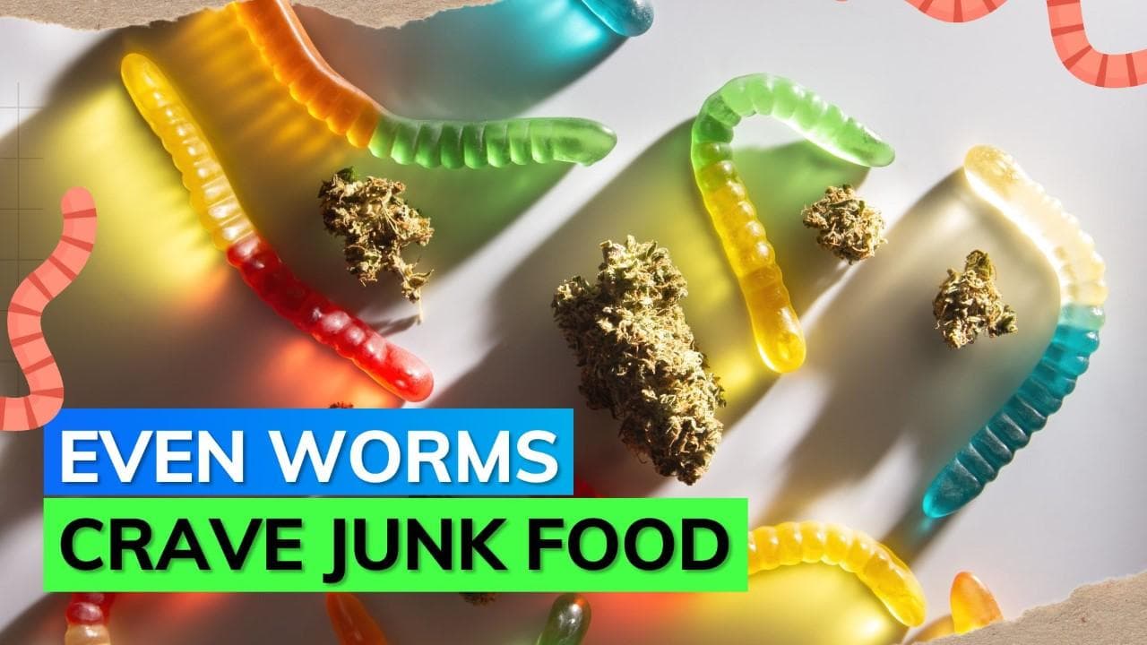 Worms also get the munchies after consuming weed: Study