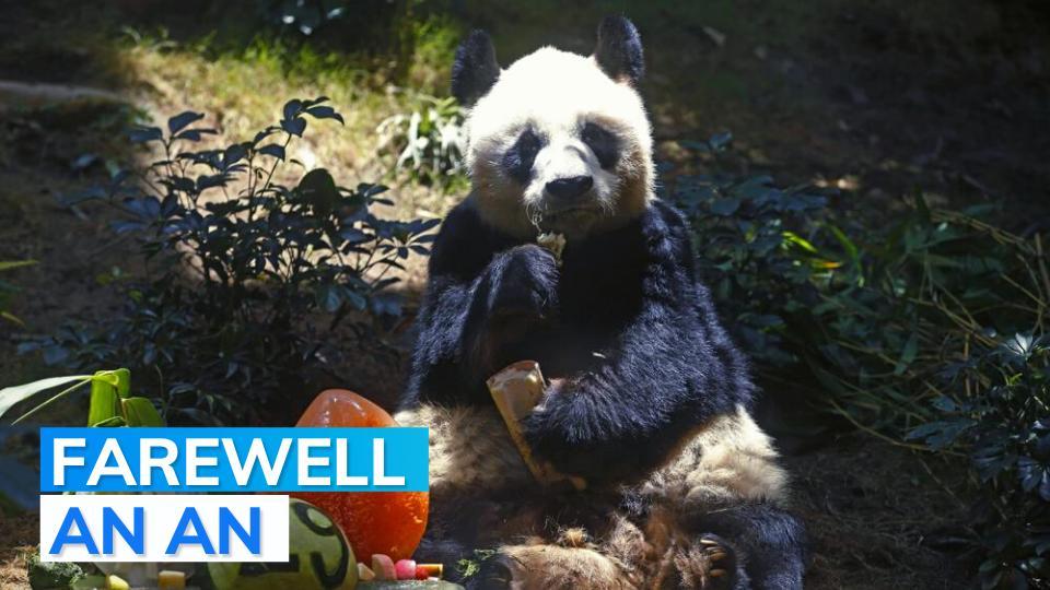 Oldest-ever male giant panda euthanized after falling ill