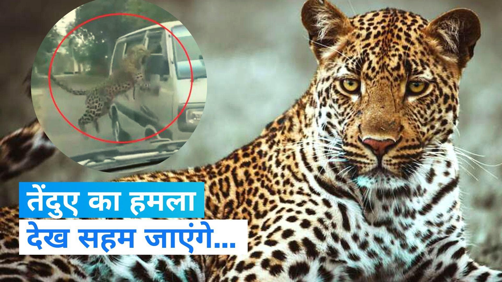 Leopard attack: अचानक तेंदुए का अटैक देख सहमे लोग, वनकर्मियों समेत 13 को किया घायल 