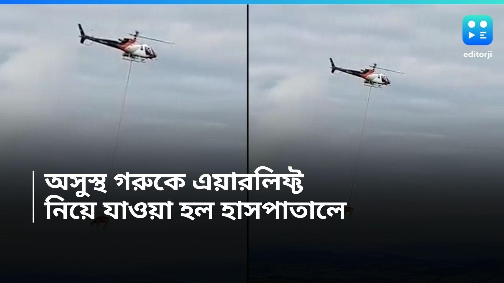 Cow Airlifted: অসুস্থ গরুকে হেলিকপ্টারের সঙ্গে বেঁধে উড়িয়ে নিয়ে যাওয়া হল হাসপাতালে! 
