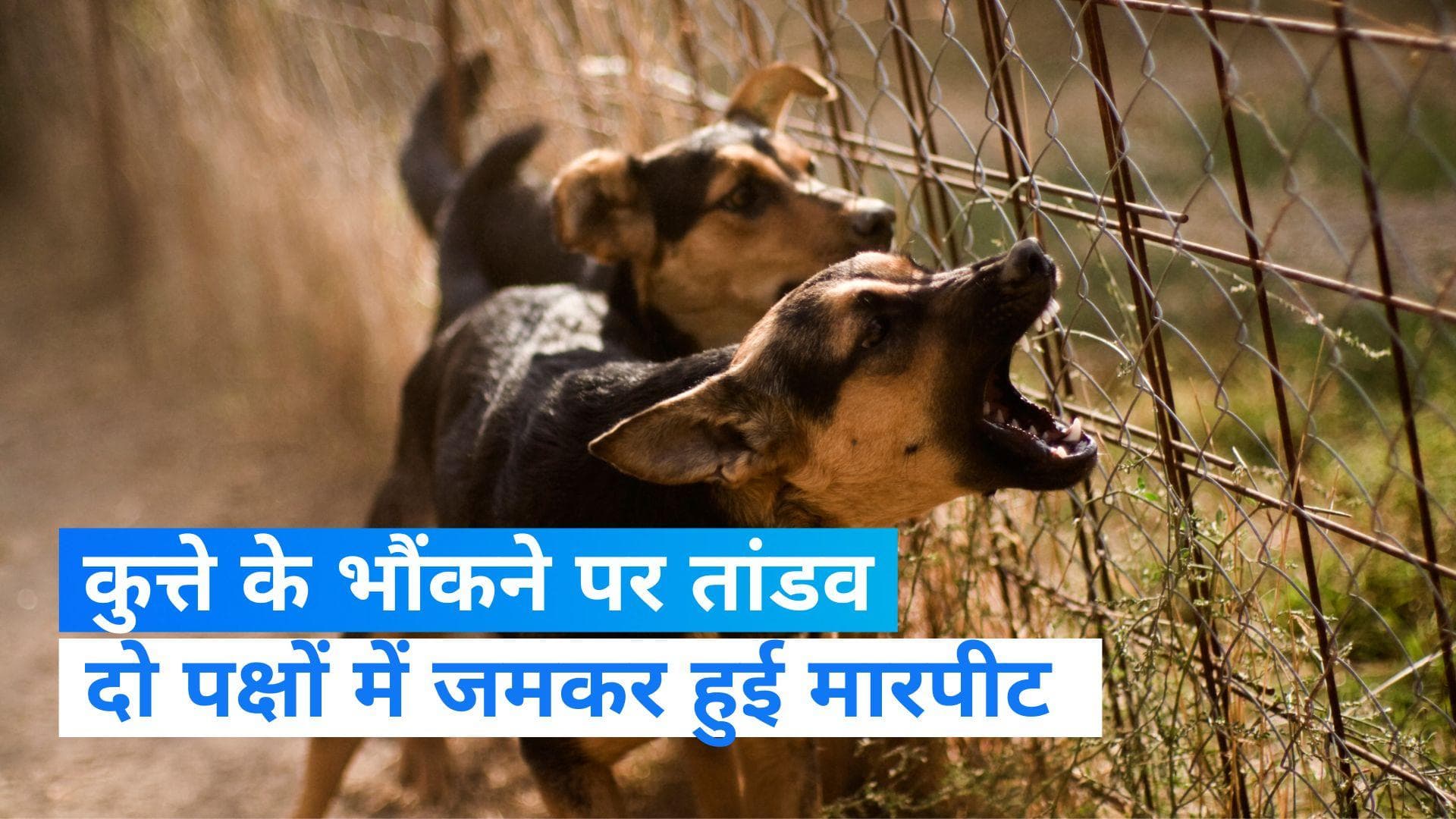 Ballia News: कुत्ते के भौंकने पर खूनी संघर्ष! एक महीला की मौत और 5 घायल