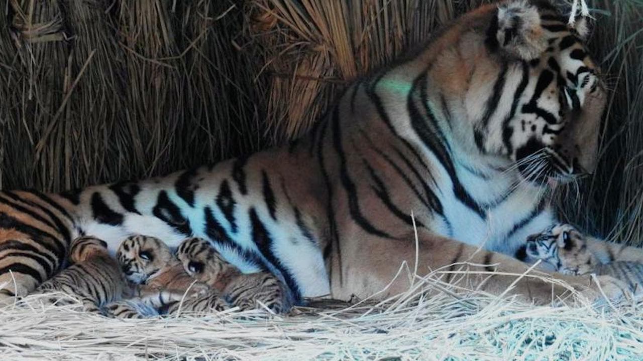 Royal Bengal Tiger: ফের মা হল শিলা, শিলিগুড়ির বেঙ্গল সাফারি জুড়ে এখন খুশির হাওয়া