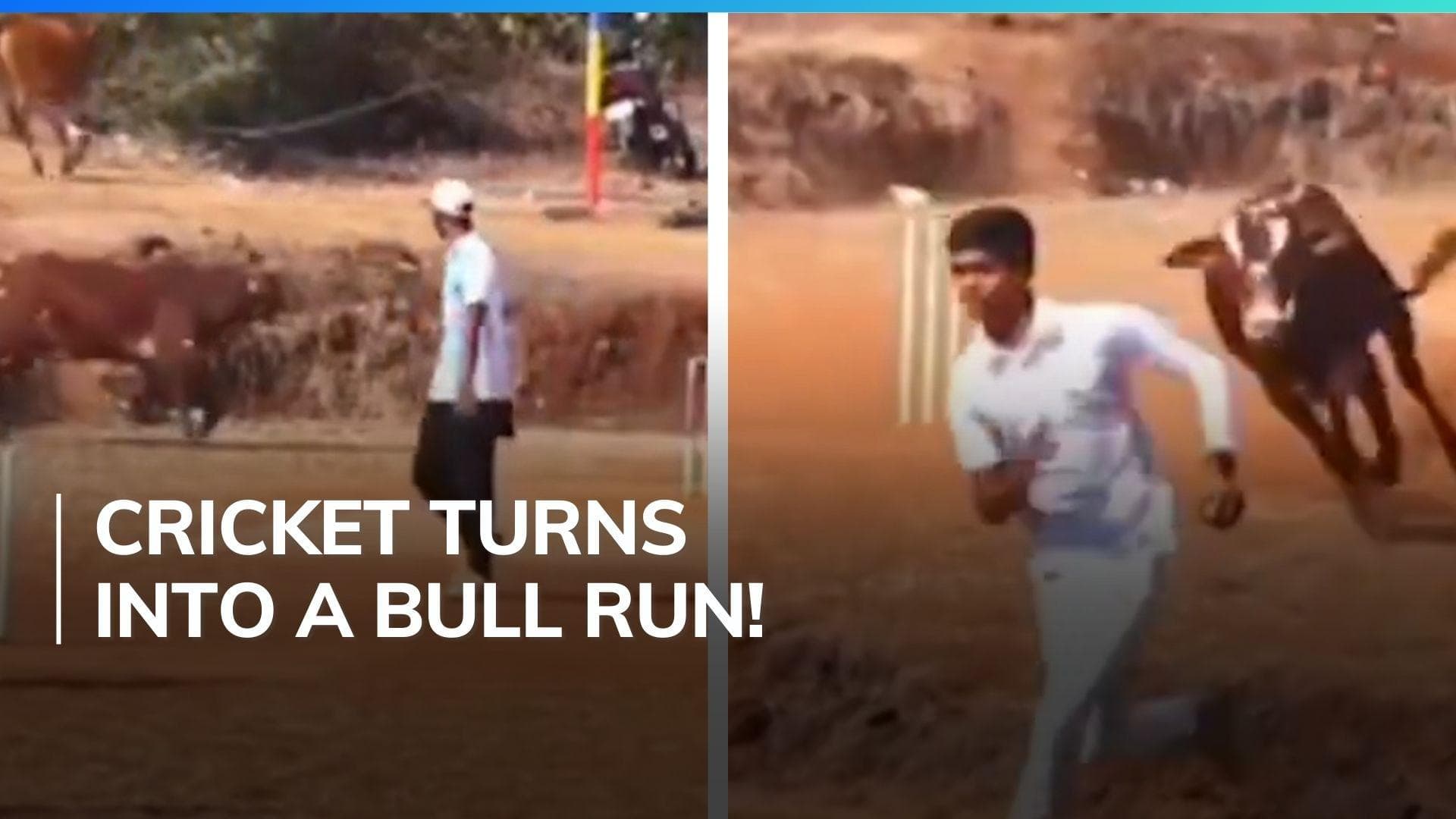Bull on the pitch: Unexpected guest halt cricket game in viral video