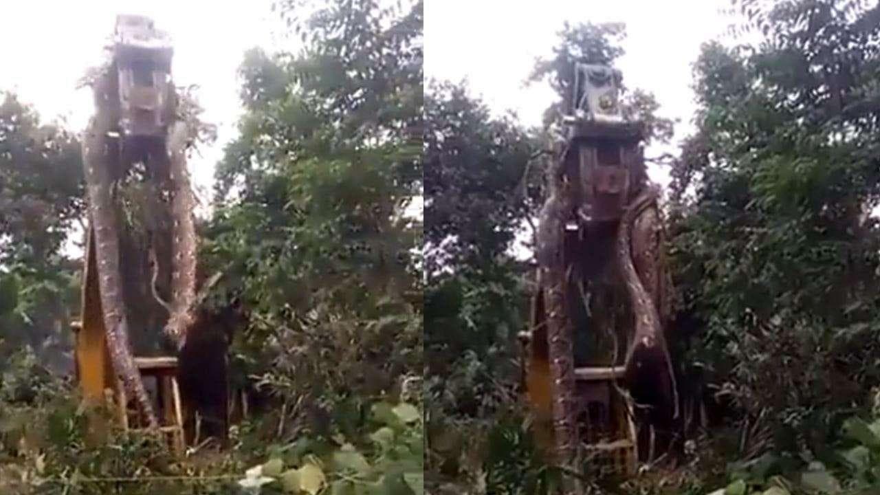 VIRAL VIDEO: क्रेन से उठाया गया 'दुनिया का सबसे बड़ा सांप' झारखंड का नहीं, जानें सच्चाई 