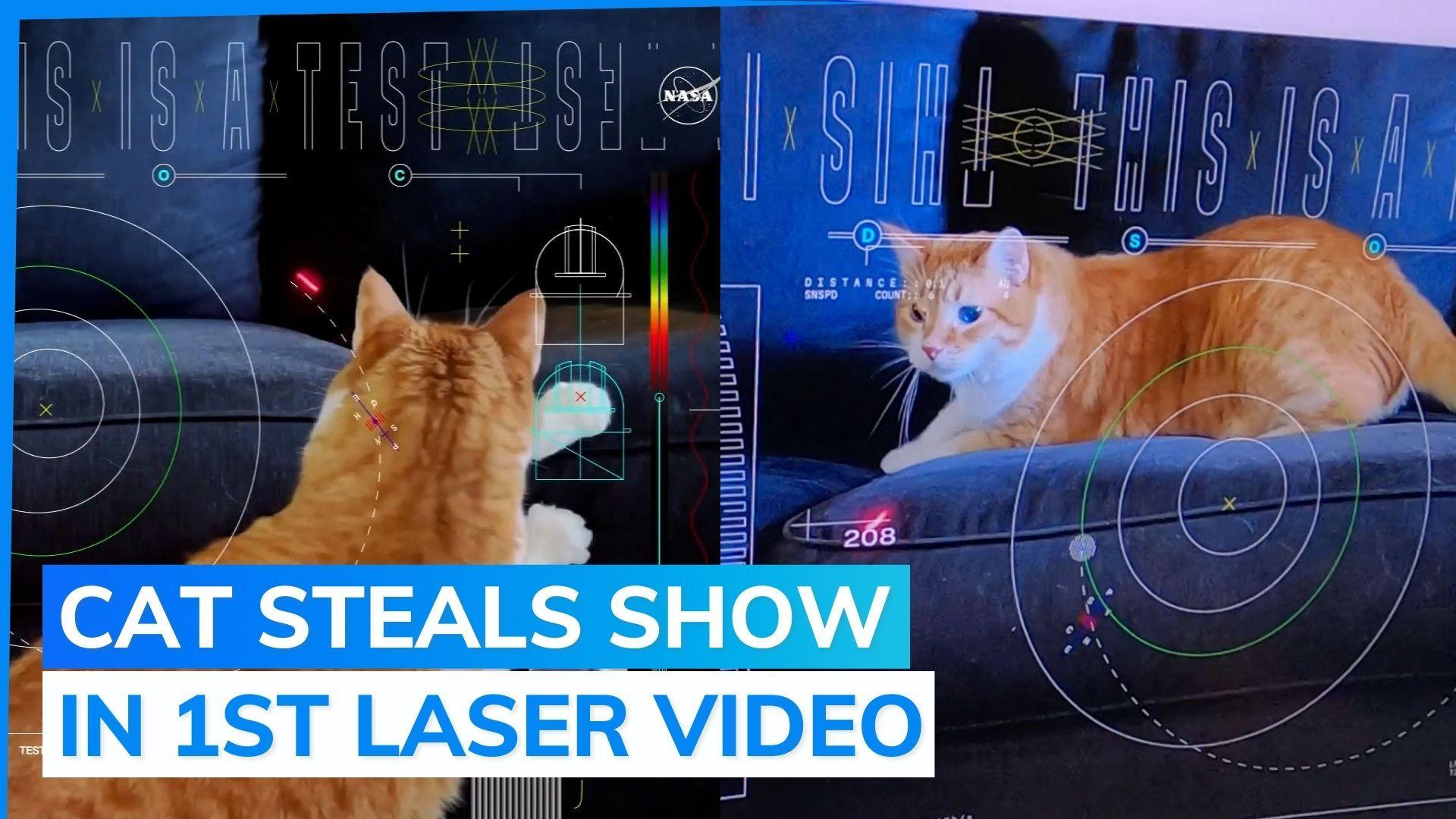 First video sent by laser from deep space, Taters the cat steals the show 