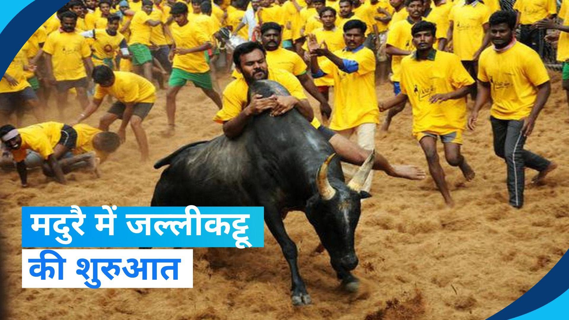 Jallikattu 2024: तमिलनाडु के मदुरै में जल्लीकट्टू की शुरुआत, इस खतरनाक खेल के बारे में जानें