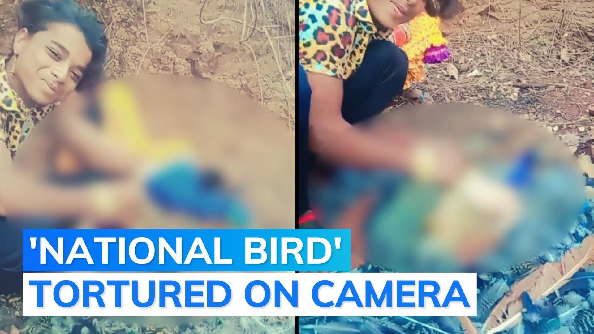 On cam: man 'tortures' peacock, pulls out feathers; will arrest, say police