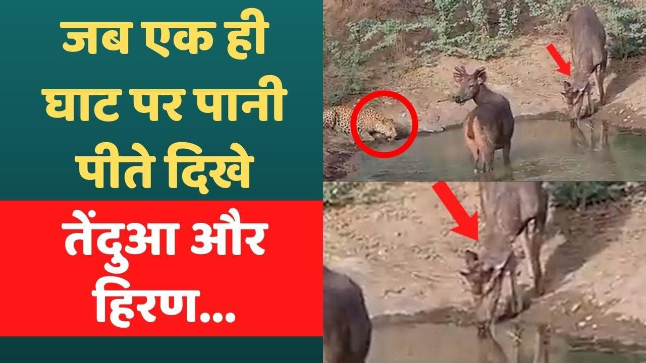 Viral Video : एक ही घाट पर पानी पीते दिखे तेंदुआ और हिरण, वीडियो देख रह जाएंगे दंग