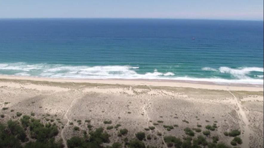 जंगल को निगल रहे हैं रेत के टीले